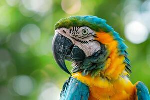 Nature Background Portrait of a Macaw Parrot with  Feathers and Curious Expression Nature Background photo
