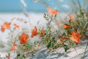 Nature Background of  Tropical Flowers Growing on the Dunes of a Sandy Beach Nature Background photo