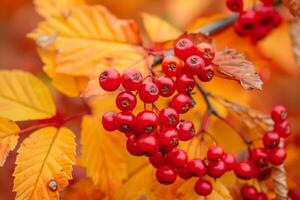 Bright red berries contrasting with autumn leaves background nature photo