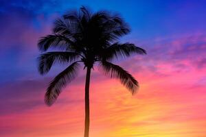 Single palm tree silhouette against a  sunset nature background photo