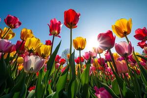 Sunlit field of tulips in various colors nature background photo