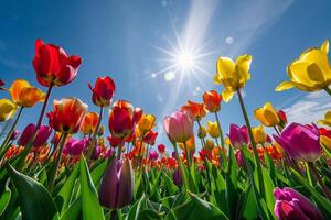 Sunlit field of tulips in various colors nature background photo
