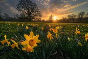 Sunlit field of daffodils in spring nature background photo
