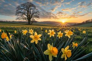Sunlit field of daffodils in spring nature background photo