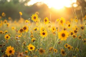 Field of Helenium Flowers nature background photo