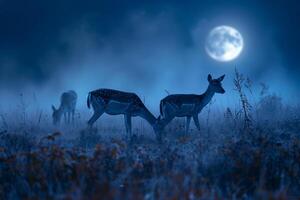 Moonlight Filtering Through Mist. Casting a Silver Glow on a Family of Deer Grazing in a Meadow   Nature Background photo