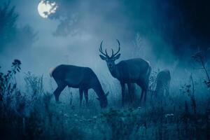 Moonlight Filtering Through Mist. Casting a Silver Glow on a Family of Deer Grazing in a Meadow   Nature Background photo