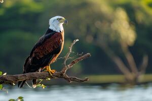 African Fish Eagle Perched on Branch Overlooking Lake   Nature Background photo
