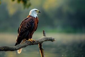 African Fish Eagle Perched on Branch Overlooking Lake   Nature Background photo