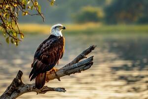 African Fish Eagle Perched on Branch Overlooking Lake   Nature Background photo
