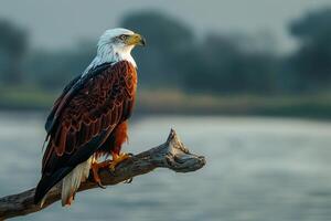 African Fish Eagle Perched on Branch Overlooking Lake   Nature Background photo