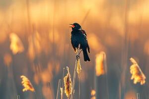 Red Winged Blackbird Singing on Marsh Reeds   Nature Background photo