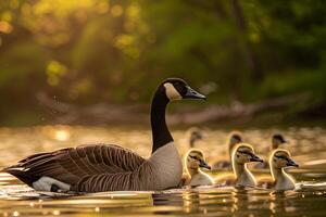 Canada Goose Family Gliding on Lake Surface   Nature Background photo