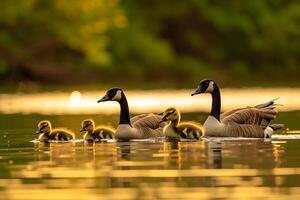 Canada Goose Family Gliding on Lake Surface   Nature Background photo