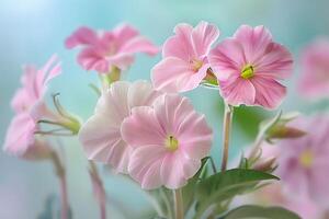 Nature Background of Cape Primrose Flowers with Nature Background photo