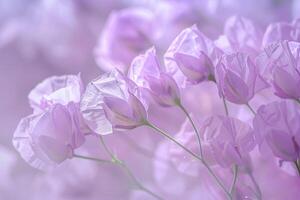 Nature Background of Lathyrus Flowers with Delicate Petals Background Nature photo