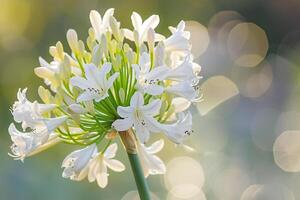 Nature Background of Agapanthus Flower Cluster with Gentle Bokeh Background Nature photo