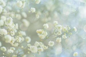 Nature Background of Delicate Babys Breath Flowers with Soft Bokeh Background photo
