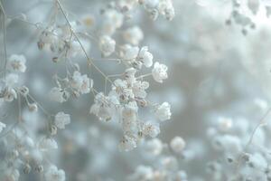 Nature Background of Delicate Babys Breath Flowers with Soft Bokeh Background photo
