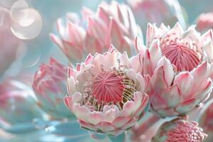 Protea Flowers with Unique Shapes and Textures in Shades of Pink and White  Nature Background photo