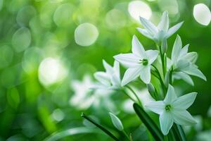 Nature background of Star of Bethlehem flowers with starshaped white blooms and glossy green foliage photo