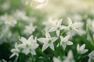 Nature background of Star of Bethlehem flowers with starshaped white blooms and glossy green foliage photo