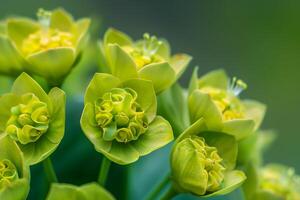 Nature background of Euphorbia flowers with unique chartreuse bracts photo