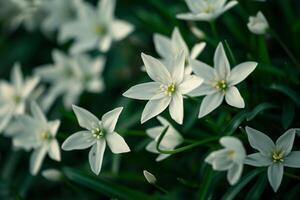 Nature background of Star of Bethlehem flowers with starshaped white blooms and glossy green foliage photo
