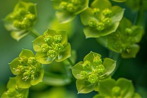 Nature background of Euphorbia flowers with unique chartreuse bracts photo