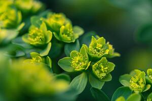 Nature background of Euphorbia flowers with unique chartreuse bracts photo