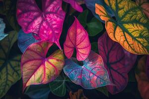 Nature background of Caladium leaves showcasing intricate patterns and  colors photo