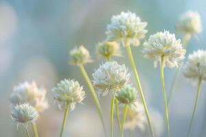 Nature Background of Delicate Bishops Weed Flowers with Shallow Depth of Field photo