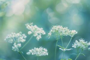 Nature Background of Delicate Bishops Weed Flowers with Shallow Depth of Field photo