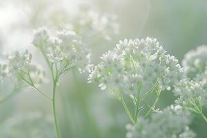 Nature Background of Delicate Bishops Weed Flowers with Shallow Depth of Field photo