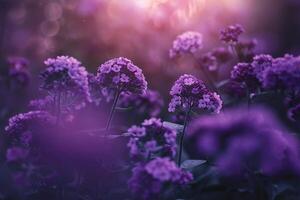 Heliotrope flowers with clusters of purple blooms background Nature photo