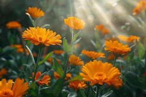 Calendula Flowers in a Herbal Garden with Sunlight Filtering Through. Blooming and . Nature. Healing Plants. Garden Scene. Bright Background. Outdoor photo