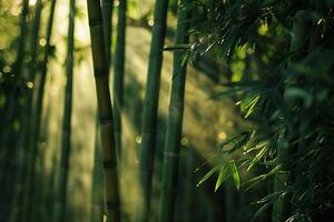 Bamboo Grove with Sunbeams Filtering Through Dense Canopy Background Nature photo