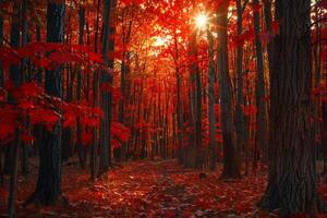 Dense Autumn Maple Grove with  Red Leaves and Sunlight Filtering Through Background Nature photo