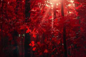Dense Autumn Maple Grove with  Red Leaves and Sunlight Filtering Through Background Nature photo