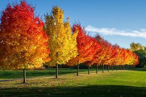 Grove of Maple Trees in  Autumn Colors. Nature Background photo