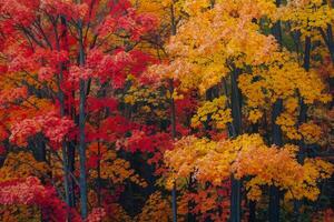 Grove of Maple Trees in  Autumn Colors. Nature Background photo