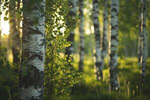 Green Birch Tree Grove with Dappled Sunlight. Nature Background photo