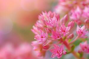 Sedum Flower with Nature Background. Nature Background photo