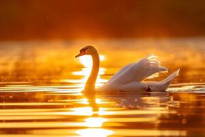 Sunset Serenity with Swan on Serene Lake Nature Background photo
