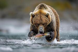 Grizzly Bear in Action Untamed Nature River Nature Background photo