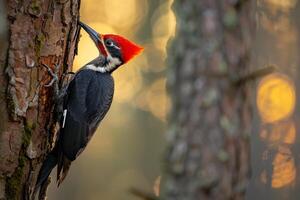 Resilient Woodpecker Drumming on Tree Trunk in Forest Nature Background photo