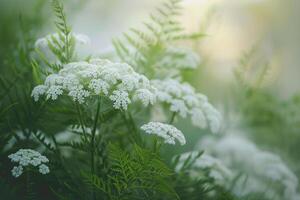 Queen Annes Lace Flowers in Nature Background photo