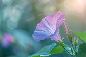 Morning Glory Flower with Nature Background.  Colors photo