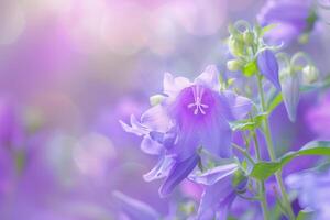 Campanula Flower with Nature Background.  Colors photo