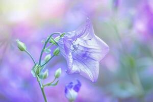 Campanula Flower with Nature Background.  Colors photo